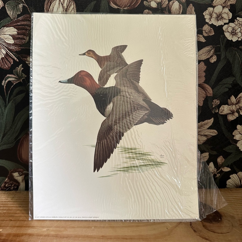 VNT 1971 Bird duck mallard Prints Kronen Verlag Hamburg Donald Murr 1956